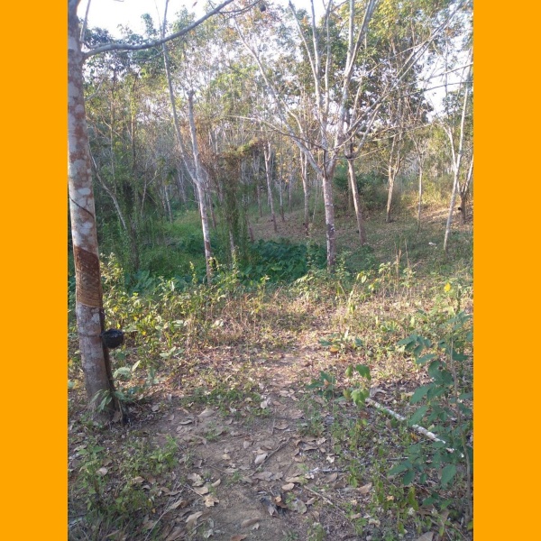 411212 ที่ดิน 15ไร่+สวนยางพารา