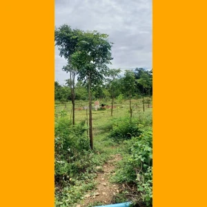 ที่ดิน 3 แปลง 650 ตรว.ต.อู่ทอง จ.สุพรรณบุรี